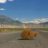 Tumbleweed